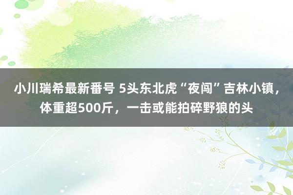 小川瑞希最新番号 5头东北虎“夜闯”吉林小镇，体重超500斤，一击或能拍碎野狼的头